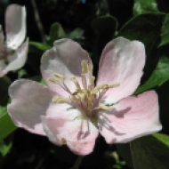 körsbärsblom