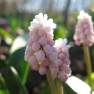 19 april 14 rosa pärlhyacint