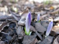 12 mars 16 krokus lila