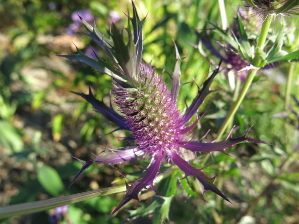 25 aug 16 stäpprabatten Eryngium leavenworthii ‘Purple Sheen' 4